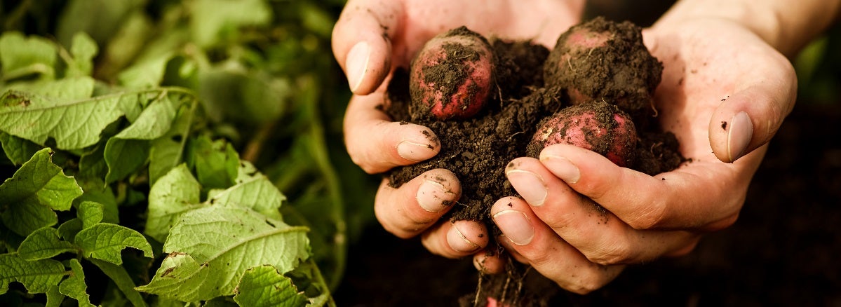 Agricultura Ecológica: ¿Es la Solución Real para el Futuro?