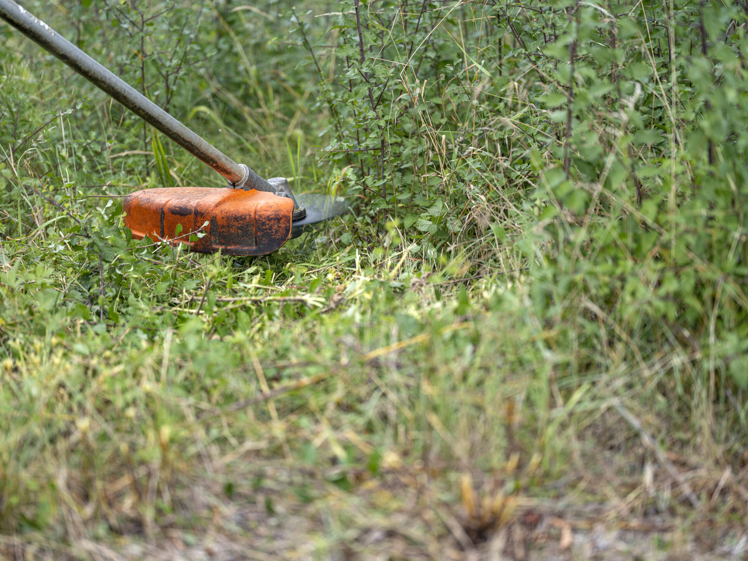 Mulching: qué es, para qué sirve y cuándo aplicarlo