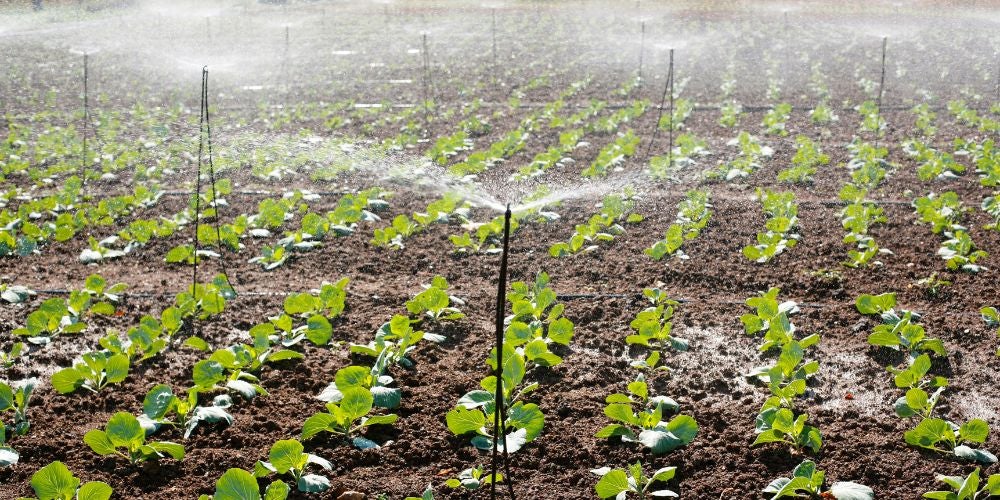 Riego por Aspersión: Ventajas y Desventajas en Agricultura