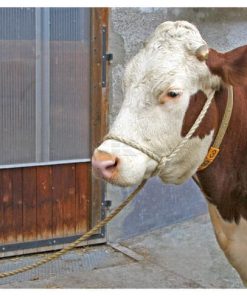 Livestock transport rope, 5 m