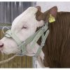 Cabestro de toro Cuero reforzado 2 Bull halter Leather Reinforced