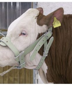 Bull halter Leather Reinforced