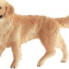 Perro Golden Retriever 7 Perro Golden Retriever