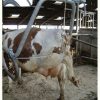 Hoof care frame with leg support 5 Hoof care frame with leg support