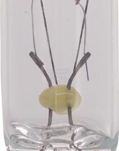 Bombilla 24V 2.5W W2.1x9.5d Philips