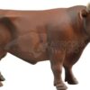 Toro marrón