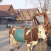 Dispositivo elevación de vacas