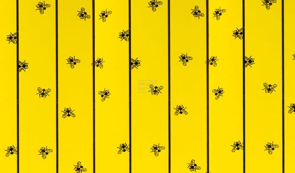 Hoja de papel matamoscas 59,5x30 cm 6 uds